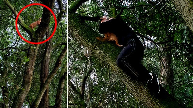 The Jack Russell, named Jack up the tree, and the Good Samaritan rescuing him