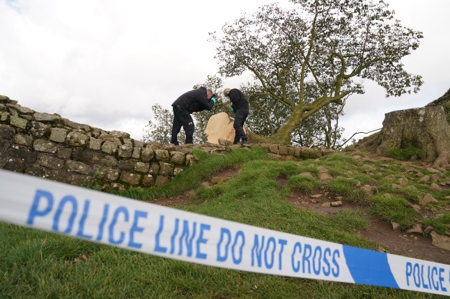 Sycamore Gap tree chopped down by two pals on 'moronic mission', court told