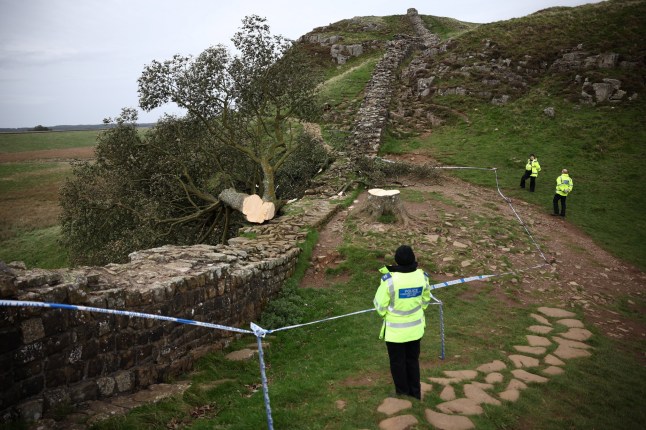epa10888045 Police on the scene with the remains of the tree at Sycamore Gap next to Hadrian's Wall in Northumberland, Britain, 28 September 2023. The tree appeared in Kevin Costner's 1991 film Robin Hood: Prince Of Thieves and was part of the landscape for 200 years. The National Trust confirmed that the tree had been cut down overnight and according to Northumbria Police, a 16-year-old boy has been arrested on suspicion of causing criminal damage in connection with the felling of the Sycamore Gap tree. EPA/Adam Vaughan
