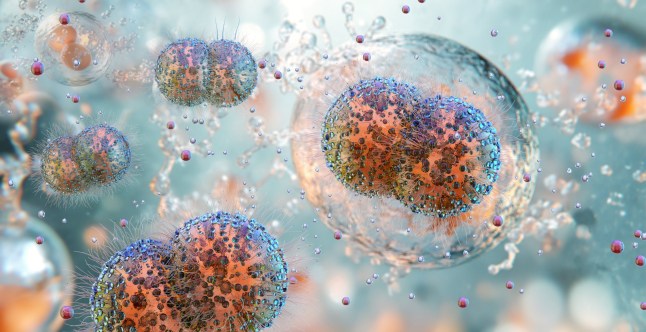 Gonorrhea bacterium Neisseria gonorrhoeae, diplococci structure. Diplococcus bacteria, pathogenic microorganism causing sexually transmitted infection. STD disease diagnosis, treatment. Medical 3D; Shutterstock ID 2510536255; purchase_order: -; job: -; client: -; other: -
