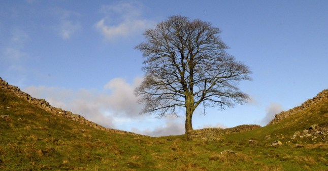 Dated: 28/04/2025 File pic of Sycamore Gap on Hadrian's Wall The trial of Daniel Graham and Adam Carruthers, two men from Cumbria accused of chopping down the world famous Sycamore Gap tree at Hadrian's Wall in 2023, begins at Newcastle Crown Court today (MON) with each man facing two charges of damaging property in relation to the tree and wall, which is a world heritage site in Northumberland. See copy by North News
