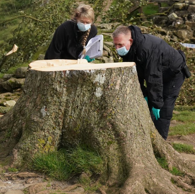 File photo dated 29/09/23 of forensic investigators from Northumbria Police examining the felled Sycamore Gap tree, on Hadrian's Wall in Northumberland. Daniel Graham, 39, and Adam Carruthers, 32, are on trial at Newcastle Crown Court charged with two counts each of criminal damage. They are jointly charged with causing criminal damage worth ?622,191 to the much-photographed Northumberland tree. Issue date: Tuesday April 29, 2025. PA Photo. See PA story COURTS SycamoreGap. Photo credit should read: Owen Humphreys/PA Wire