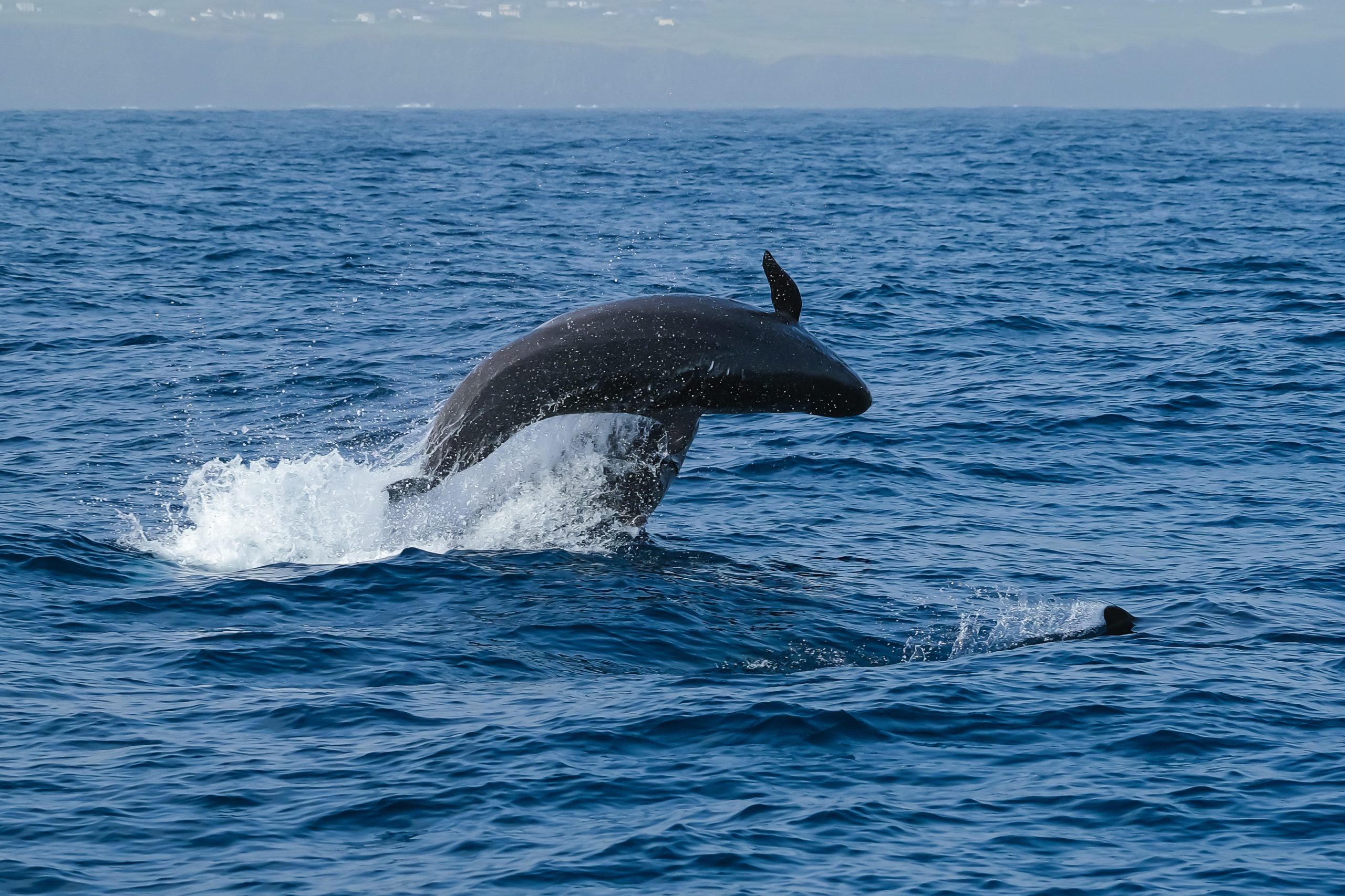 Four false killer whales found dead, three stranded off WA beach post thumbnail image