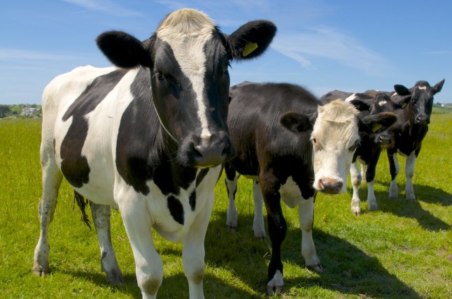 Cows in a field.