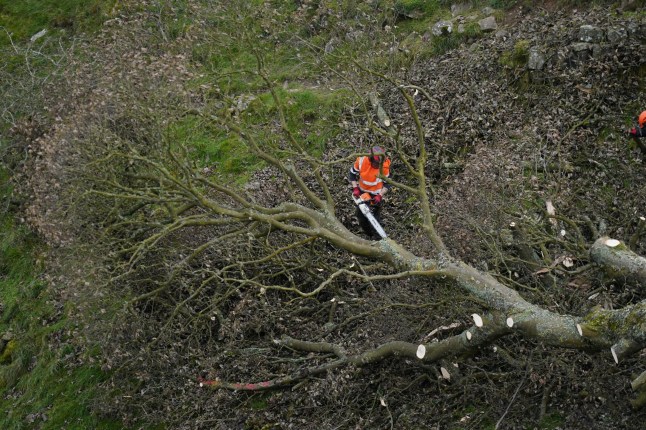 File photo dated 11/10/23 of the removal of the felled Sycamore Gap tree, on Hadrian's Wall in Northumberland. Daniel Graham, 39, and Adam Carruthers, 32, are on trial at Newcastle Crown Court charged with two counts each of criminal damage. They are jointly charged with causing criminal damage worth ?622,191 to the much-photographed Northumberland tree. Issue date: Tuesday April 29, 2025. PA Photo. See PA story COURTS SycamoreGap. Photo credit should read: Owen Humphreys/PA Wire