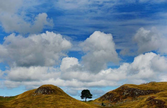 File photo dated 31/07/13 of the Sycamore Gap on Hadrian's Wall in Northumberland. Daniel Graham, 39, and Adam Carruthers, 32, are on trial at Newcastle Crown Court charged with two counts each of criminal damage. They are jointly charged with causing criminal damage worth ?622,191 to the much-photographed Northumberland tree. Issue date: Tuesday April 29, 2025. PA Photo. See PA story COURTS SycamoreGap. Photo credit should read: Owen Humphreys/PA Wire