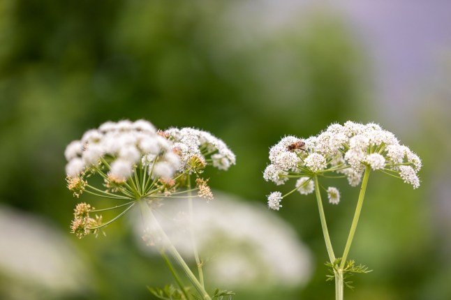 A closeup of hemlock water-dropwort flower.