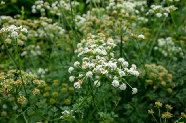Hemlock flower.