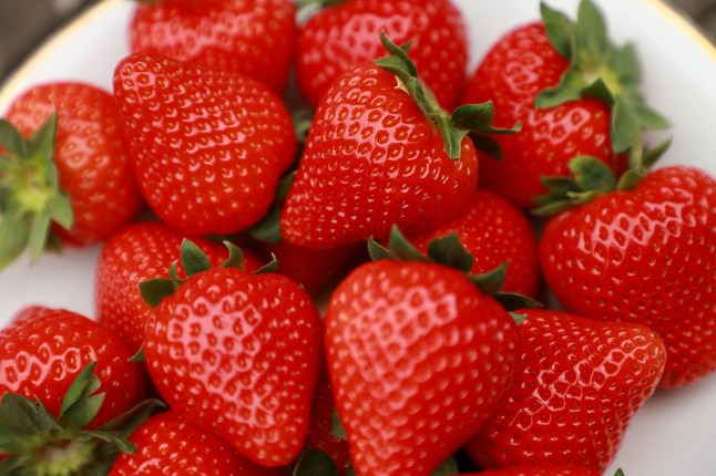 EDITORIAL USE ONLY Strawberries are picked at Hugh Lowe Farms in Kent, as British Berry Growers announce that British strawberries are this year set to be particularly sweet and well-shaped, thanks to the cool but sunny spring conditions ideal for slow growth and ripening. Issue date: Monday May 19, 2025. PA Photo. High levels of sunshine and strong bee pollination have helped produce the classic sweet and shapely strawberry that consumers love, according to the industry body representing almost all of British berries sold in the UK. Photo credit should read: Lia Toby/PA Media Assignments