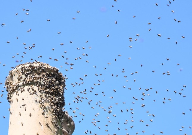 Scared neighbours are 'trapped in their homes' as a huge swarm of 'one million' bees take over their street in Worcester. Corfe Avenue is plagued by a 'monsoon' of bees and residents avoid their gardens out of fear of being stung. One homeowner has 21 hives in his garden.May 16 2025. STOCK of bees.