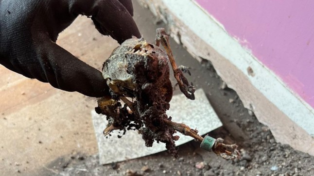 Gloved hands holds an animal carcass from a wall.