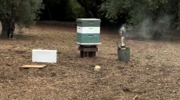 A beekeeper's hive from Meghan Markle's Instagram story.