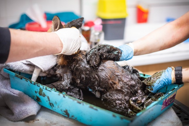 Vets trying to remove the bitumen from the fox