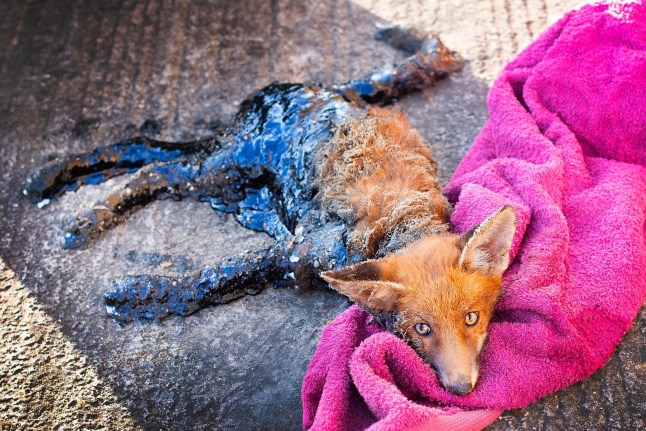 The fox stuck to the rain