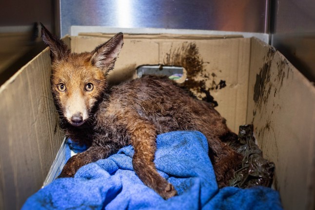 The baby fox in a box and covered in bitumen