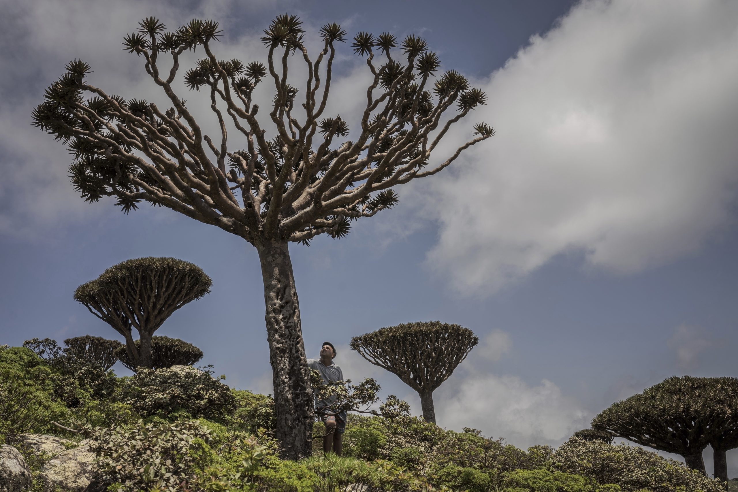 These surreal trees survived for centuries. Scientists worry for their future post thumbnail image