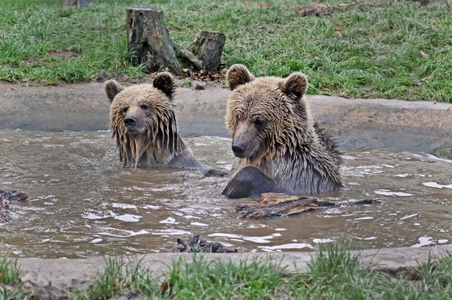 Two bears escape Devon enclosure to eat week’s worth of honey before falling asleep post thumbnail image