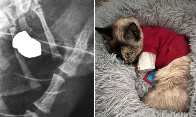 X ray of pellet in Bella's leg (left) and Bella (right)