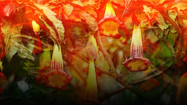 What is devil’s breath? The truth behind the notorious drug post thumbnail image