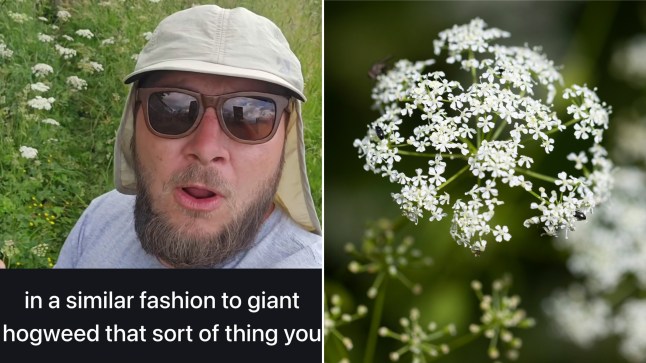 Farmer buys ‘UK’s deadliest field’ covered in plant fatal in even small amounts post thumbnail image