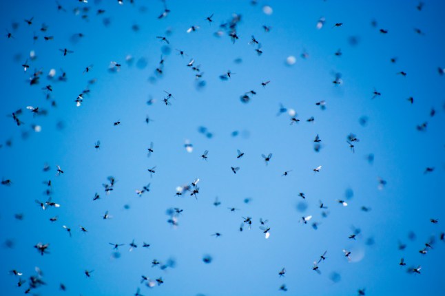 A swarm of flying ants