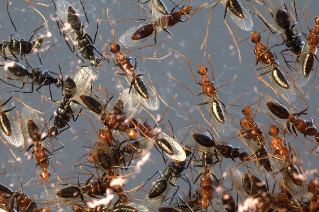 Close up mass of flying ants on glass window after heavy rain.; Shutterstock ID 1727050510; purchase_order: -; job: -; client: -; other: -