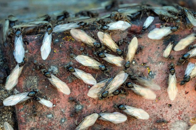 ‘They were in my hair and even went down my top’: Flying ants are already swarming post thumbnail image