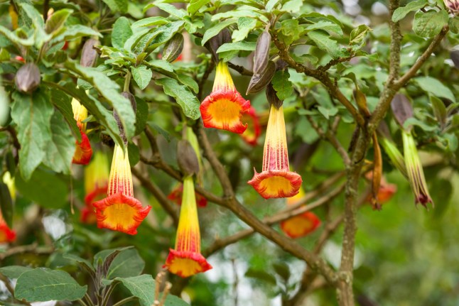 Closeup of floripondio flowers in Nature; Shutterstock ID 1667230816; purchase_order: -; job: -; client: -; other: -