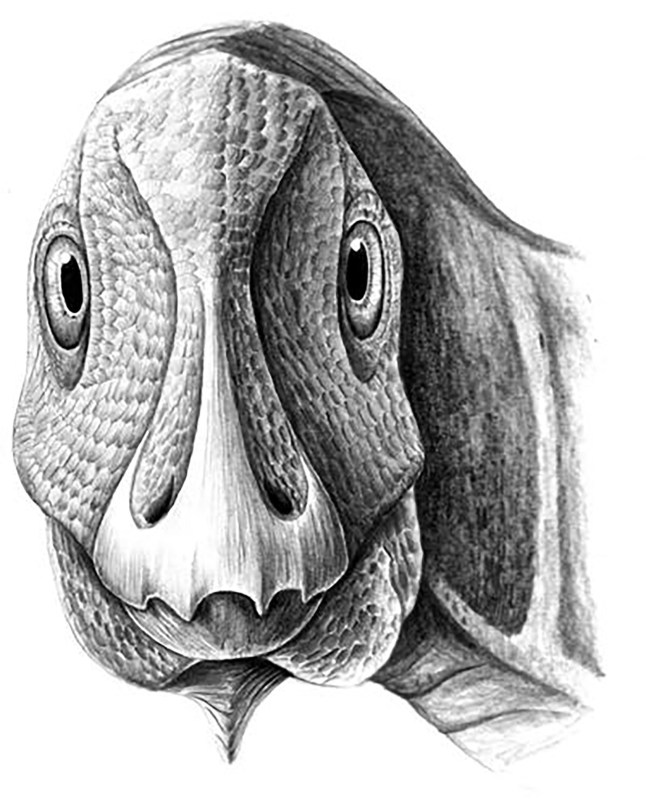 A reconstruction of a Telmatosaurus transsylvanicus dinosaur.