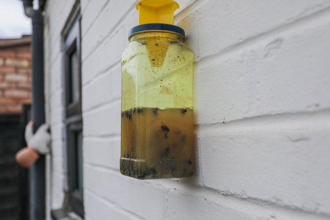 A number of dead flies floating in a container of brown liquid.