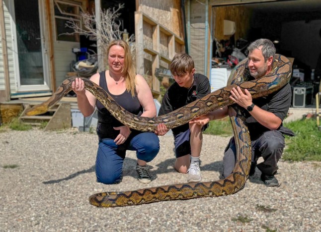 Python snake ?at large? as police issue urgent warning RSG Reptiles orntpoSsed40 1 f8c29t1c8t h 2c4iu762256m1t40530i25ugf6l0 2 ah2fi76 ? MASSIVE Snakes found in the woods in Lincolnshire Some of you may have seen articles going around regarding the 4 large snakes that were found in the woods over the last 2 days