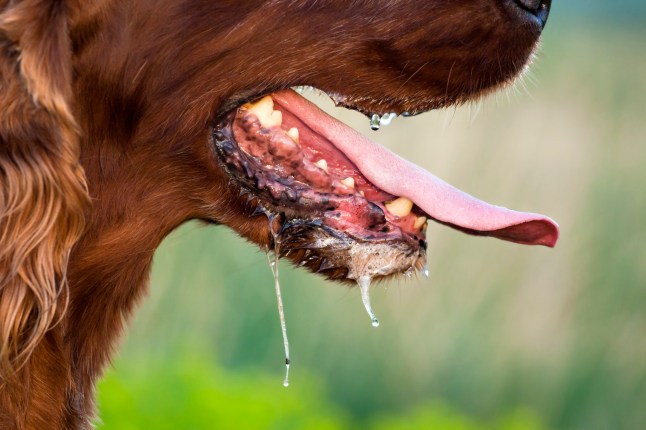 Slimy dog in a hot Summer.
