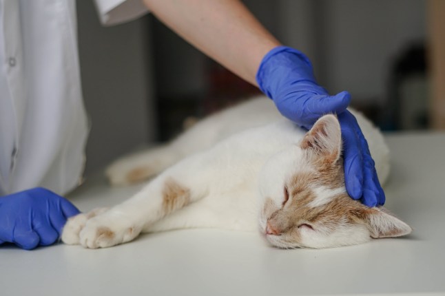 Close up of woman veterinarian in blue protective gloves stroking a sleepy cat. Cat visiting vet for regular check up.