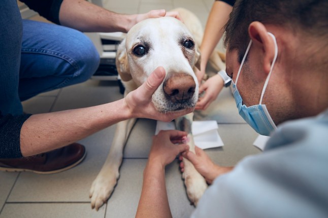 Old dog in animal hospital. Veterinarian examines sick dog before surgery.