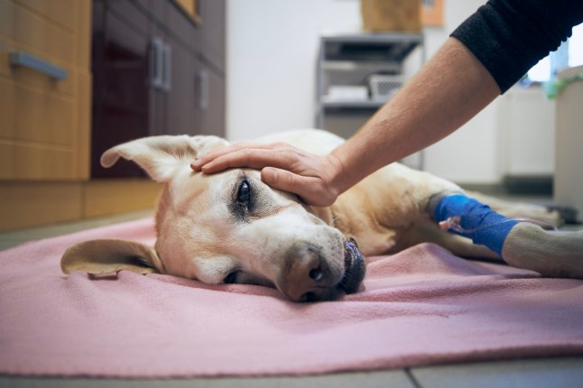 Why more people are choosing to put their pets down or give them up post thumbnail image