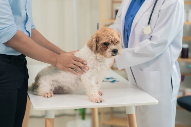 A friendly male veterinarian in uniform examines a cute dog while his female assistant looks after it in a veterinary clinic.
