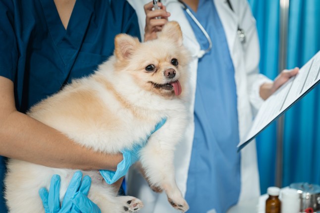 veterinarian and an assistant fill out a sick puppy history