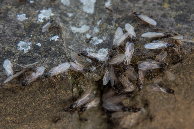 LEIGH ON SEA, ENGLAND - AUGUST 10: Flying ants emerge from a crack in a garden wall on August 10, 2021 in Leigh on Sea, England. (Photo by John Keeble/Getty Images)
