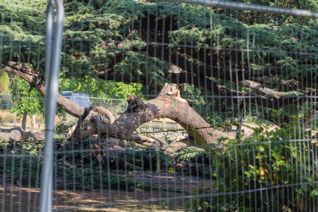 Mandatory Credit: Photo by Penelope Barritt/Shutterstock (15379200n) Part of the giant tree which collapsed on Saturday the 28th June. A 7-year-old girl was pronounced dead in hospital later the same day. A 6-year-old girl is in a critical condition with three other children having minor injuries. Tree collapses causing fatal injuries, Chalkwell Park, Southend on Sea, UK - 29 Jun 2025