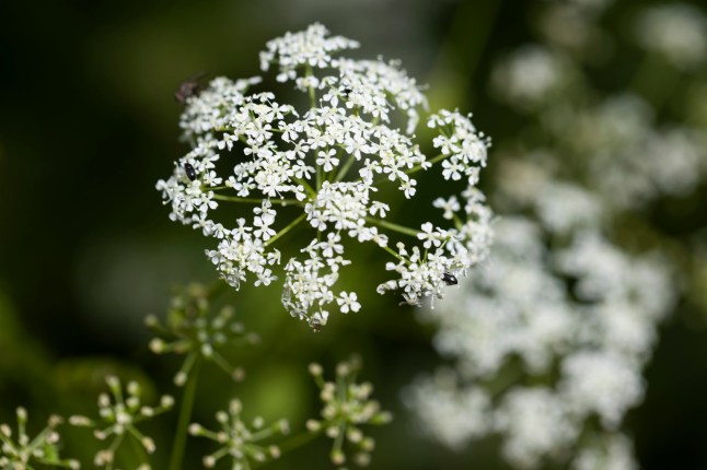 FAVERSHAM, ENGLAND - JUNE 30: Hemlock grows in a field beside a road on June 30, 2021 near Faversham, England. Hemlock is arguably the most infamous of poisonous plants, a recurring ingredient in Shakespearean potions and used in executions in Ancient Greece, most notably that of Socrates. The plant, which can grow up to eight feet tall and is a member of the Apiaceae or Umbellifer family, has spread across much of Kent and across the UK. There are concerns it is finding its way into people's gardens, who may mistake it for similar plants such as Cow Parsley, which is edible. (Photo by Dan Kitwood/Getty Images)