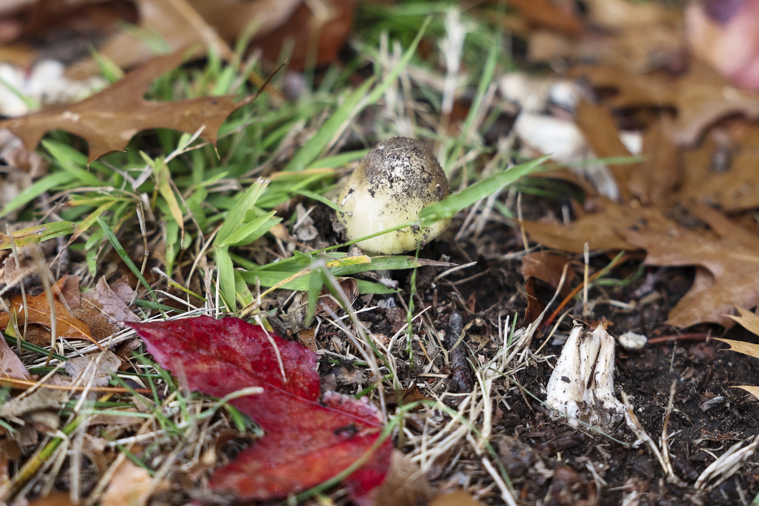 Warning after death cap mushrooms found growing in NSW post thumbnail image