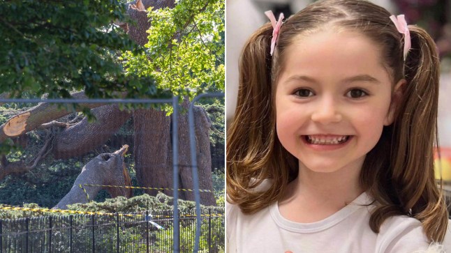‘Beautiful’ girl, 7, crushed to death by falling tree named post thumbnail image