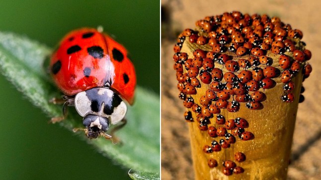Here’s why there are so many ladybirds in the UK right now post thumbnail image