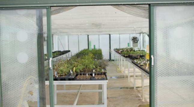Greenhouse with seedlings on tables.