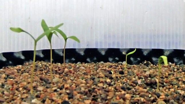 Seedlings growing out of the rescued seeds of Sycamore Gap tree.