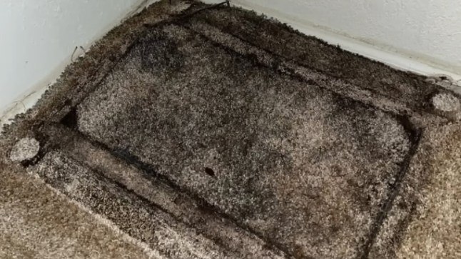 Brit ‘outraged’ at £3,000 fine for bad review about black mould infested rental home post thumbnail image