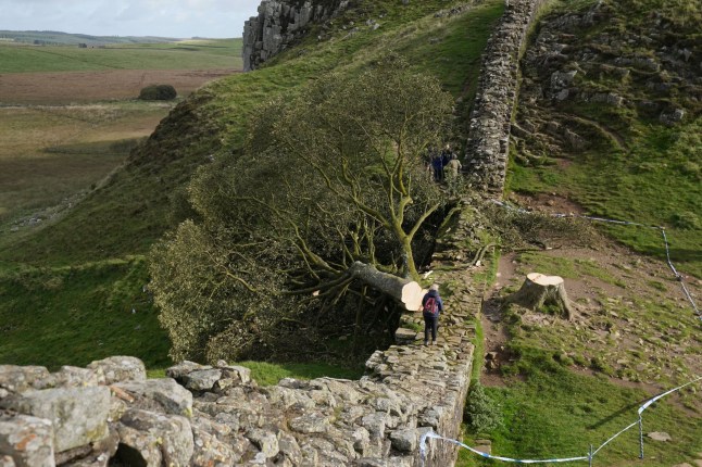 File photo dated 29/09/23 of the felled Sycamore Gap tree, on Hadrian's Wall in Northumberland. A section of the Sycamore Gap tree which was illegally felled is to go on public display, with visitors encouraged to touch or even hug its trunk. Artist Charlie Whinney has been commissioned to create an artwork in tribute to the much-loved tree which stood beside Hadrian's Wall and was a symbol of Northumberland, a place for family memories and a beautiful link to the natural world. Issue date: Thursday July 10, 2025. PA Photo. A 6ft section of the trunk was preserved after it was chopped down in the middle of the night in September 2023, and almost two years later it has been made into a striking installation. Photo credit should read: Owen Humphreys/PA Wire