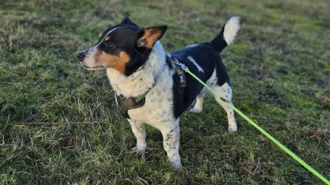 Jimmy out for a walk in his green lead.