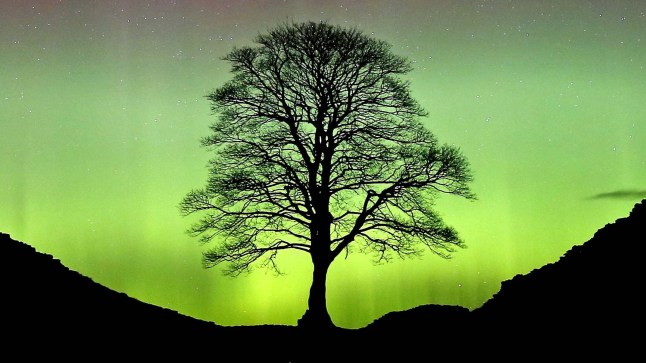 File photo dated 07/03/16 of the Northern Lights, or Aurora Borealis, shining over the Sycamore Gap at Hadrian's Wall in Northumberland.
