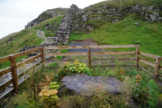 The future of the Sycamore Gap tree has been decided post thumbnail image